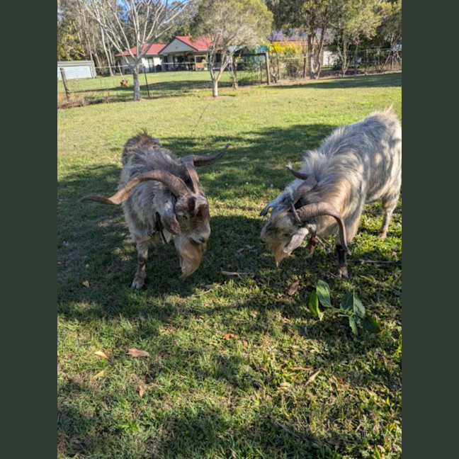 Photo of Bumper And Sonic