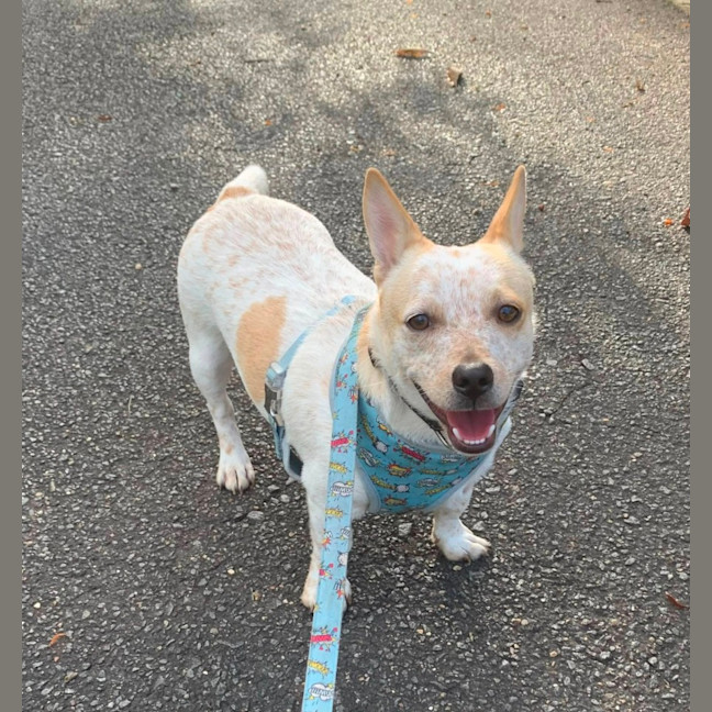 Photo of Rocco