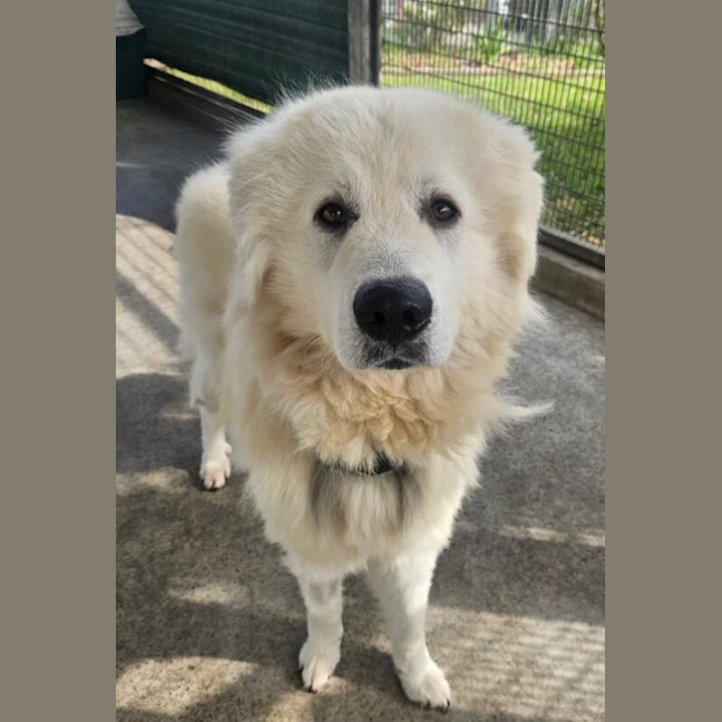 Photo of Bear