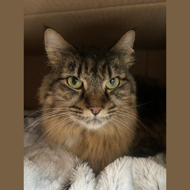 Photo of Cleo (Bonded To Bella)