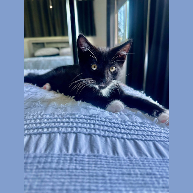 Photo of Hugo ( K39)