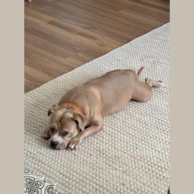 Photo of Blueberry