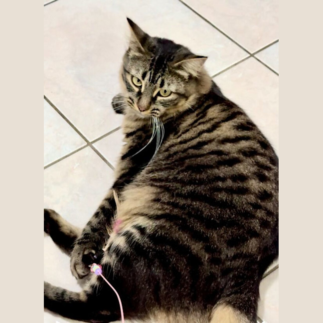 Photo of Pepper