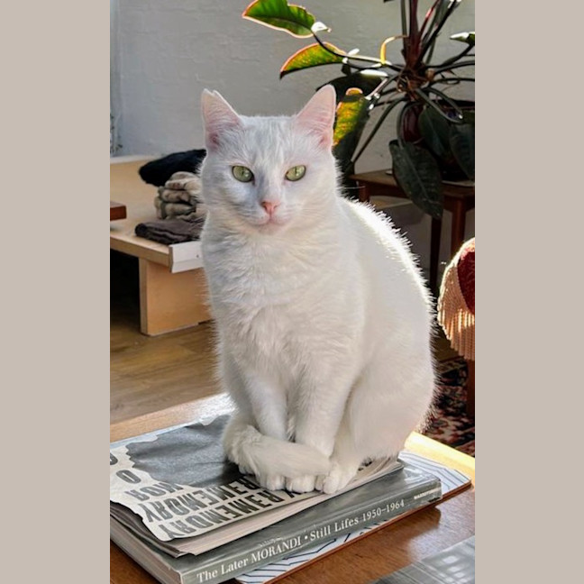 Photo of Snow White