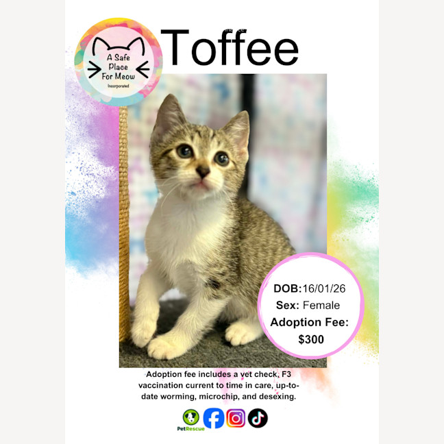 Photo of Toffee