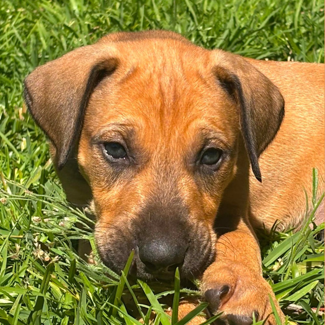 Photo of Kobi