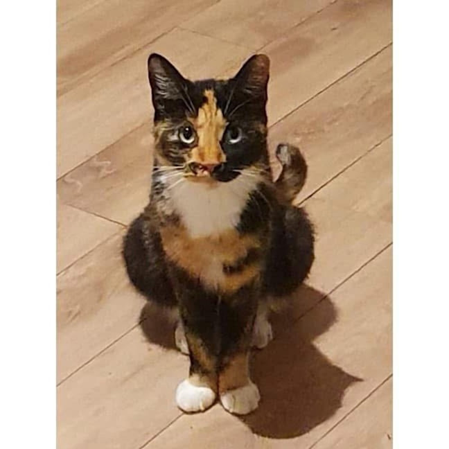 Photo of 8917   Ruby