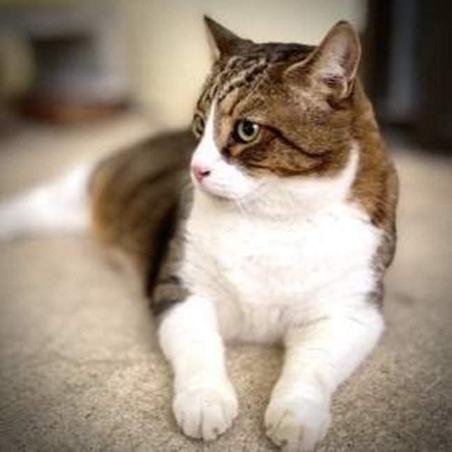 Photo of Nimbus