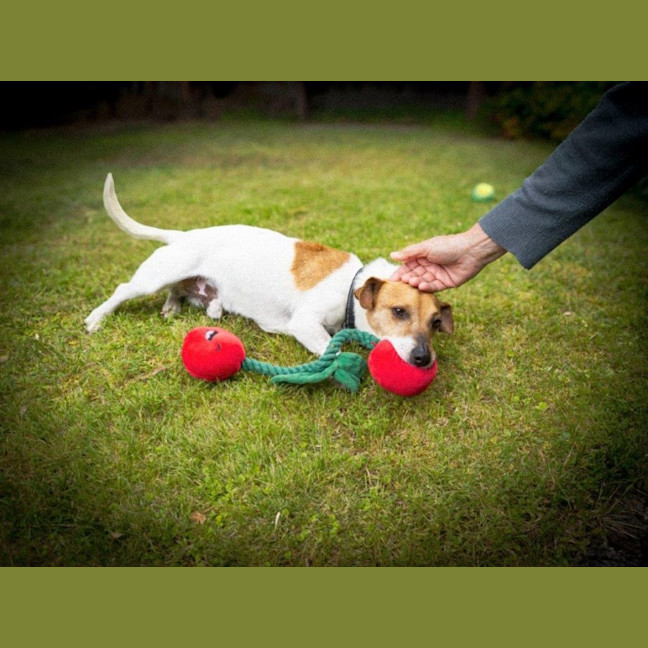 Photo of Rusty Kumara