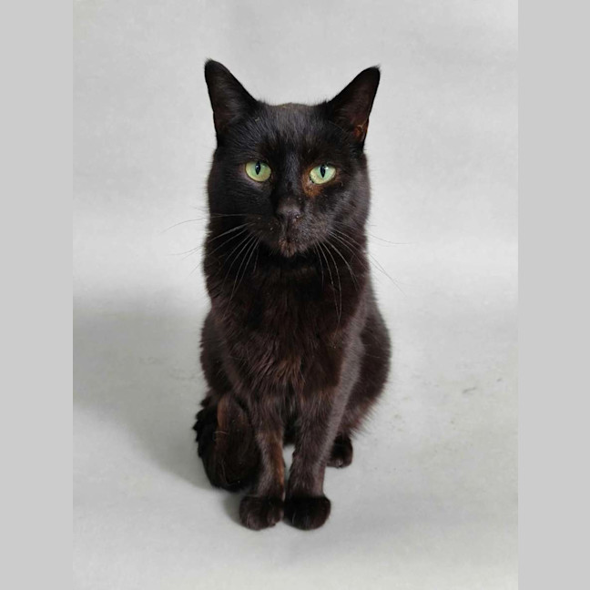 Photo of Morticia 