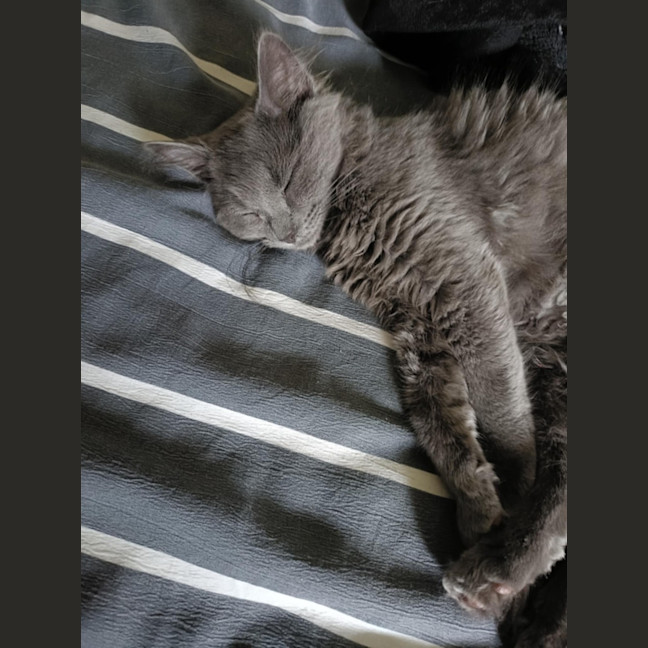 Photo of Melody