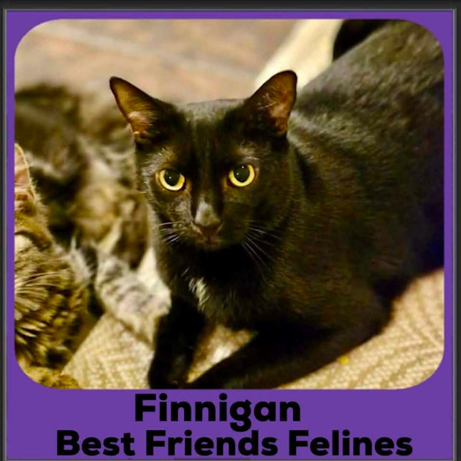 Photo of Finnigan