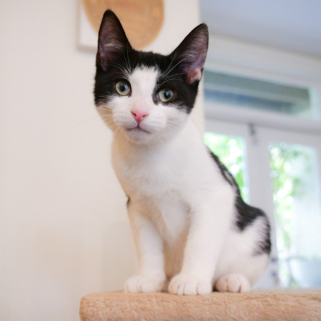Photo of Domino