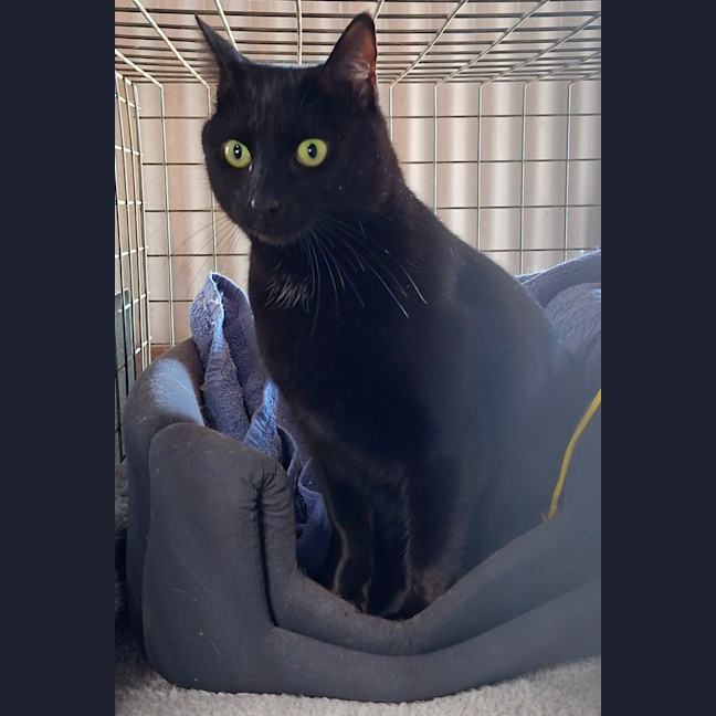 Photo of Midnight
