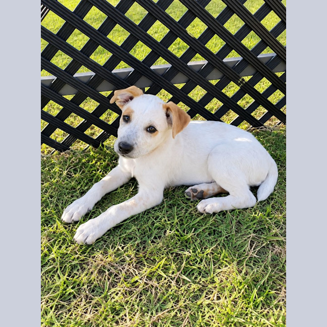 Photo of Cleo