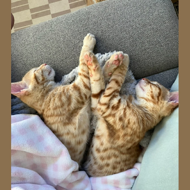 Photo of Rocco And Pablo 