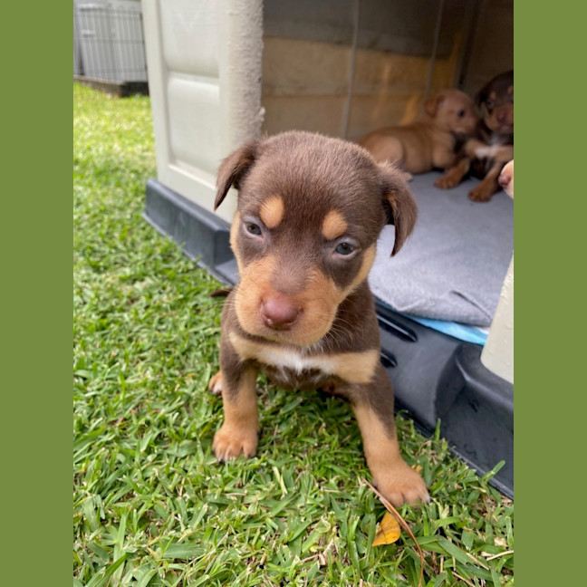 Photo of D1055 Kevin