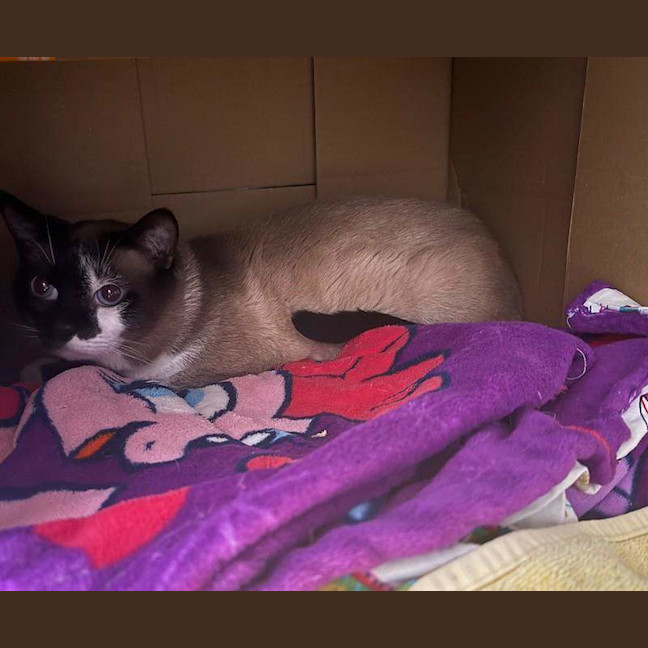 Photo of Marshmallow