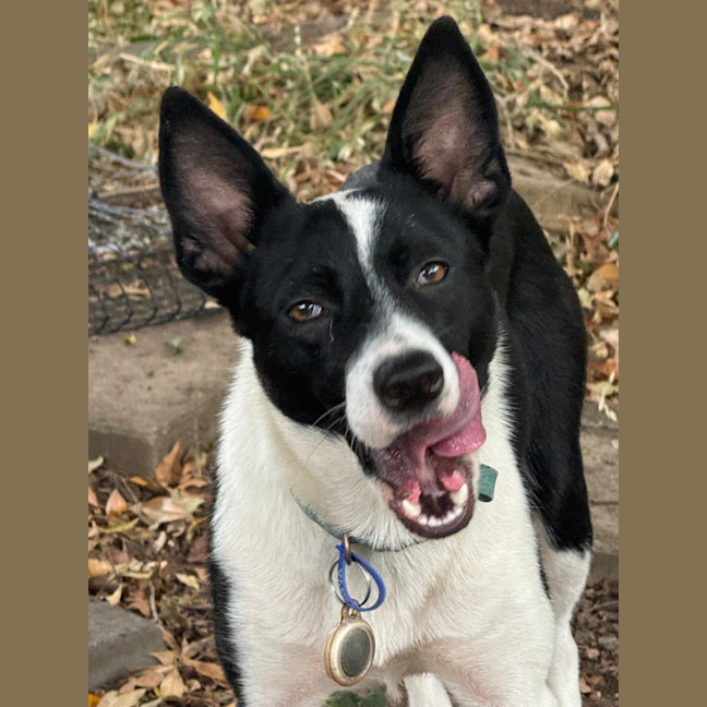 Photo of Pippa   1 Year Old Cattle Dog X