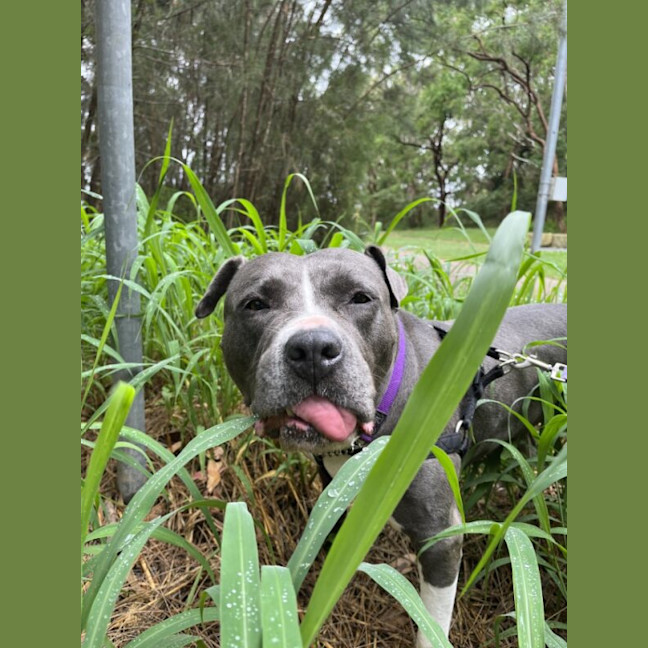 Photo of Purple