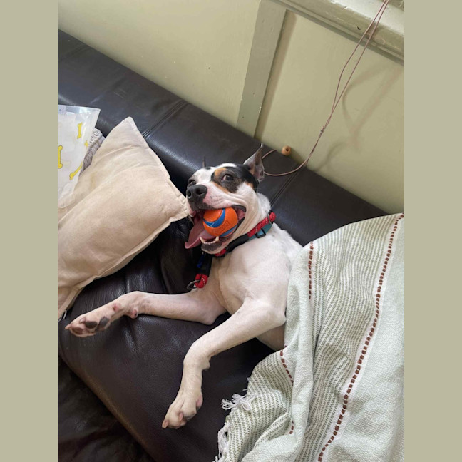 Photo of Demo   2 Year Old Staffy X