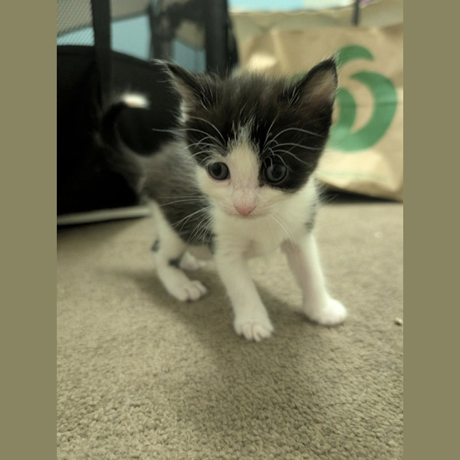 Photo of Lychee