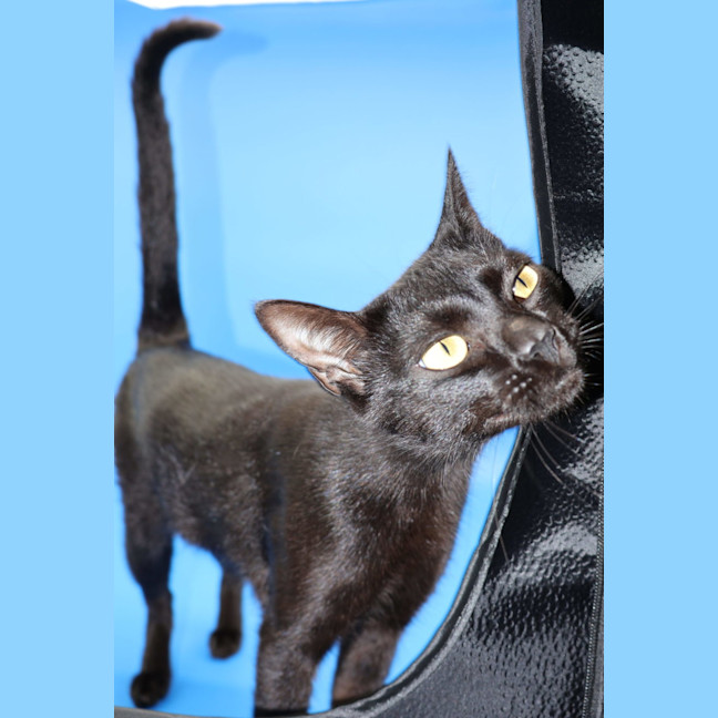 Photo of Julie   Now At Pet Quarters Glendale