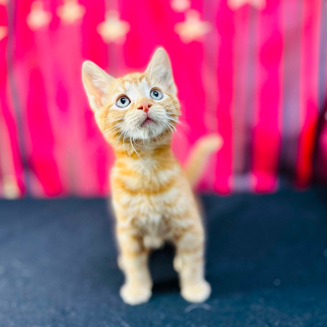 Photo of Pumpkin (Located In Preston)