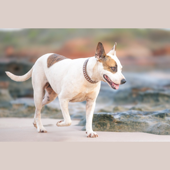Photo of Willow