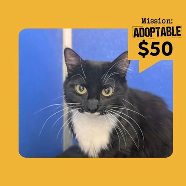 Photo of Whiskers