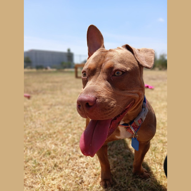 Photo of Cookie