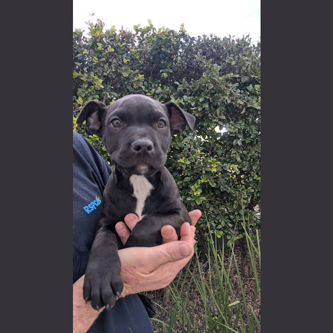 Photo of Comet