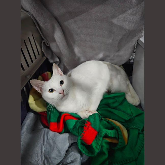 Photo of Minnie Me