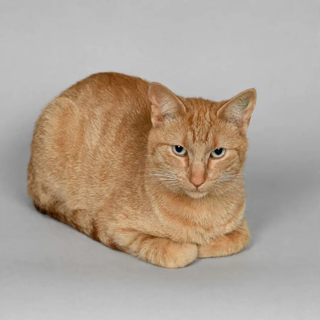 Photo of Garfield 