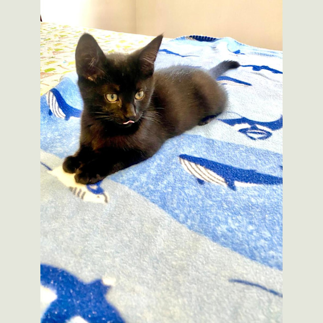 Photo of Simba & Apollo