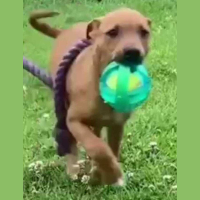 Photo of Teddy ~ Staffy X Beagle Puppy