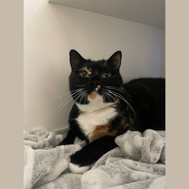 Photo of Bella