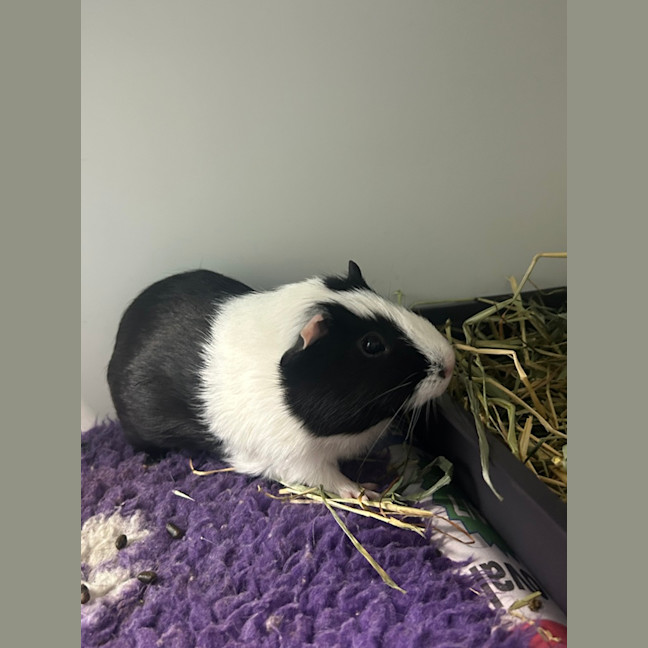 Photo of Anni (Bonded To Apfel)
