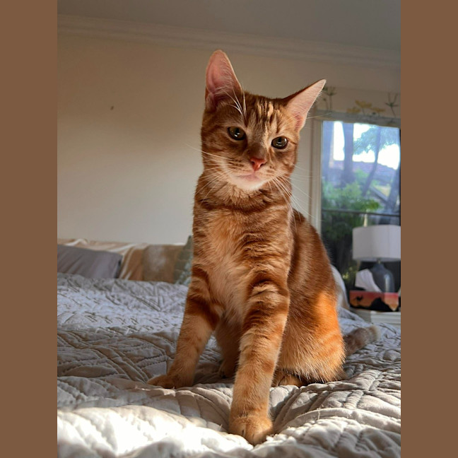 Photo of Dasher