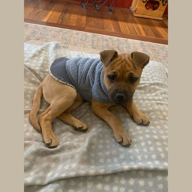 Photo of Darcy