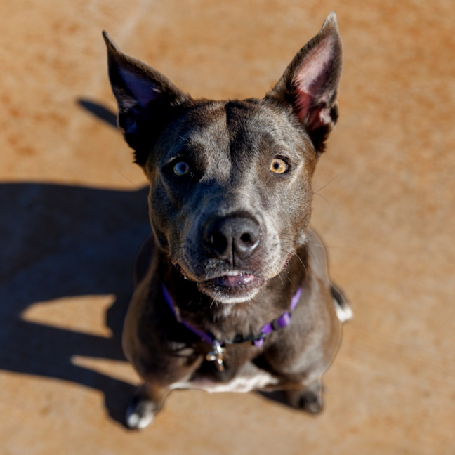 Photo of Asha