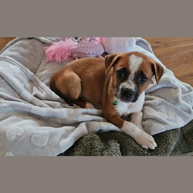 Photo of Piper