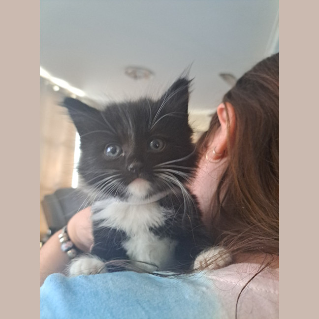 Photo of Pandah (K55)