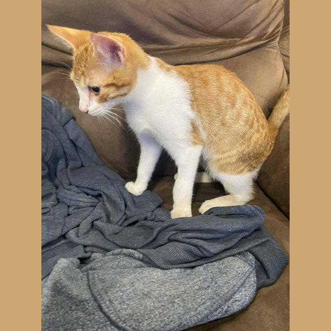 Photo of Tabasco (Located 60kms North Of Melb Cbd)