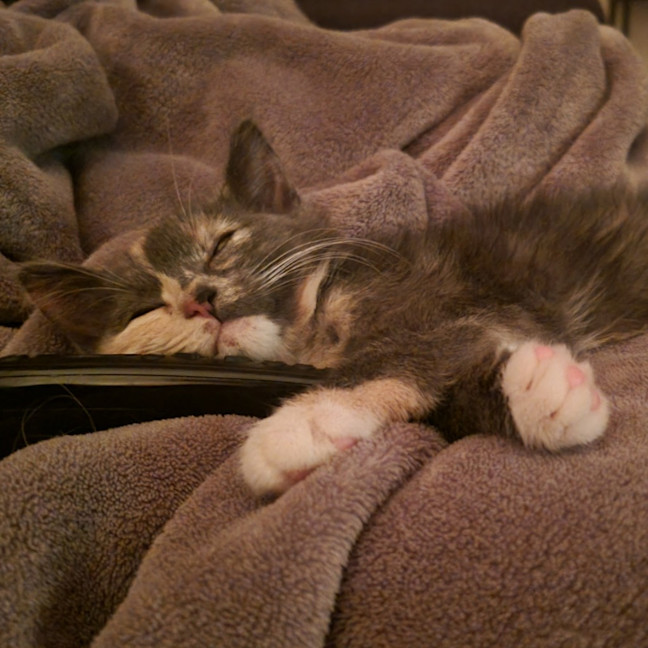 Photo of Speckles