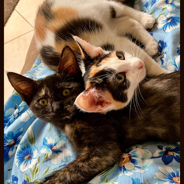 Photo of Noodles And Rose