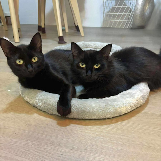 Photo of Bella And Bonnie