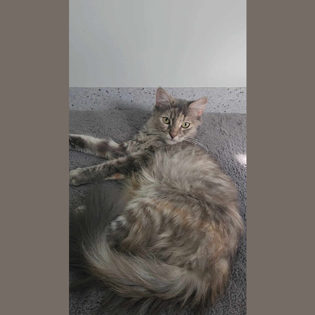 Photo of Tutu