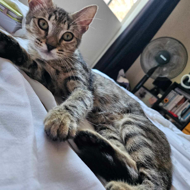 Photo of Olive