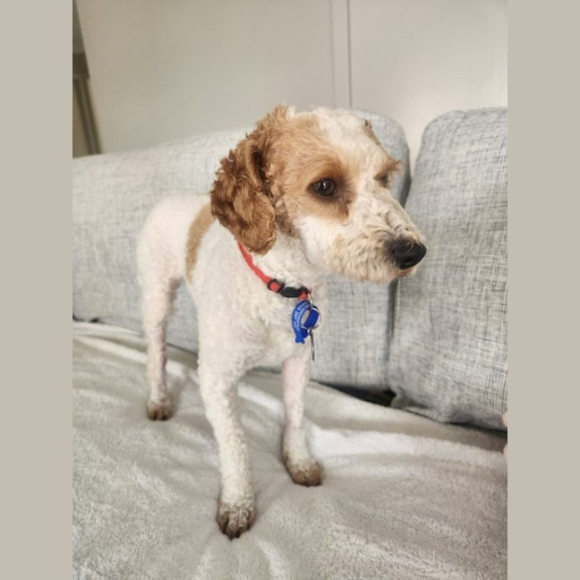 Photo of Derek   2 Year Old Mini Poodle